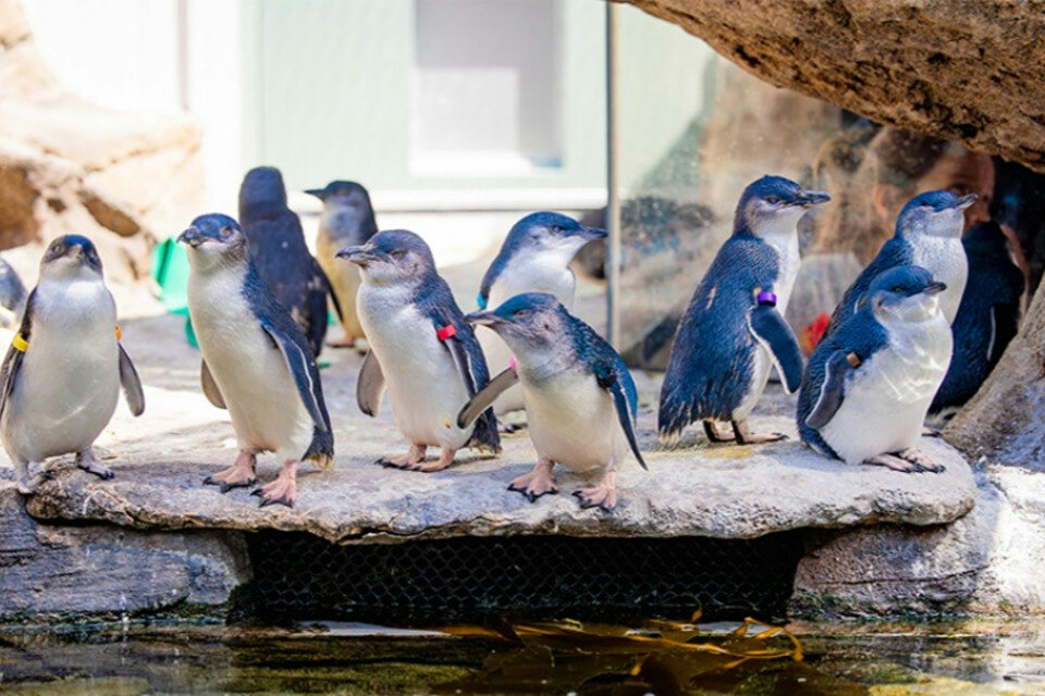 白桦水族馆 - 图片 3 的 5