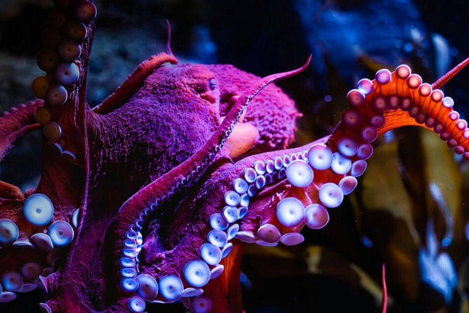 白桦水族馆 - 图片 5 的 5