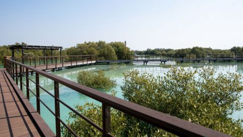 Jubail Mangrove Park - Walk the 2-km boardwalk at Jubail Mangrove Park and explore three trails with marine life and mangrove education stations in Abu Dhabi. Jubail Mangrove Park - Image 2 of 5