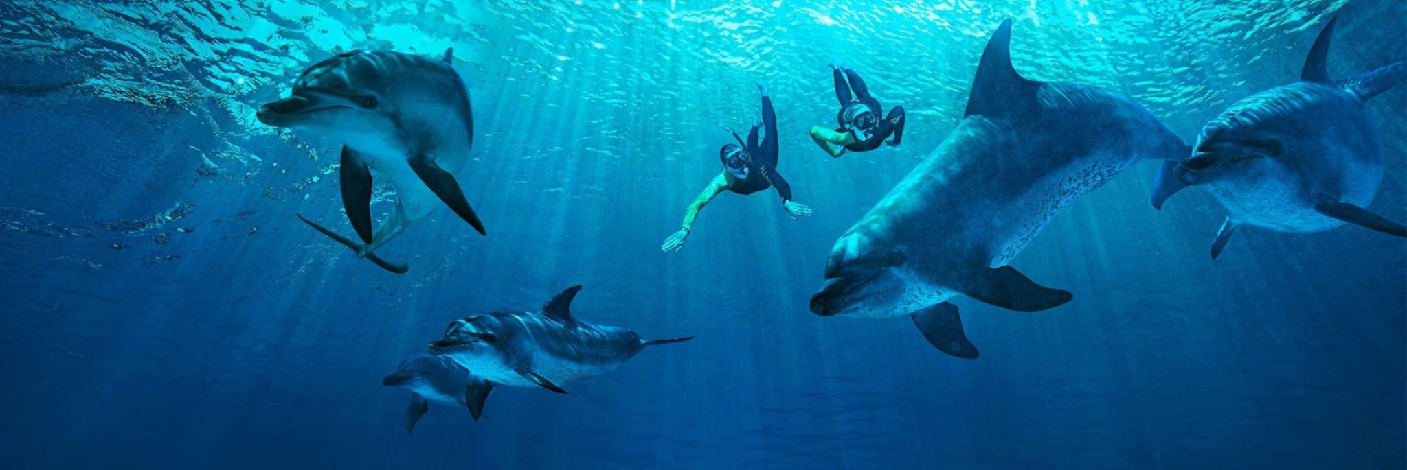 Atlantis Seelöwe Treffen & Begrüßung - Treffen Sie verspielte südafrikanische Pelzrobben im Atlantis, The Palm mit einer geführten Einführung und einem kostenlosen Foto inklusive. Atlantis Seelöwe Treffen & Begrüßung - Bild 3 von 5