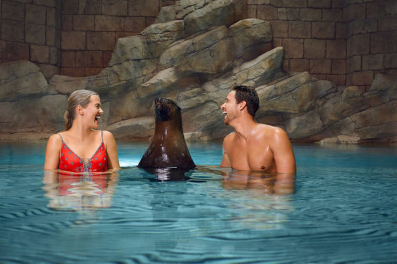 Atlantis Seelöwe Treffen & Begrüßung - Treffen Sie verspielte südafrikanische Pelzrobben im Atlantis, The Palm mit einer geführten Einführung und einem kostenlosen Foto inklusive. Atlantis Seelöwe Treffen & Begrüßung - Bild 4 von 5