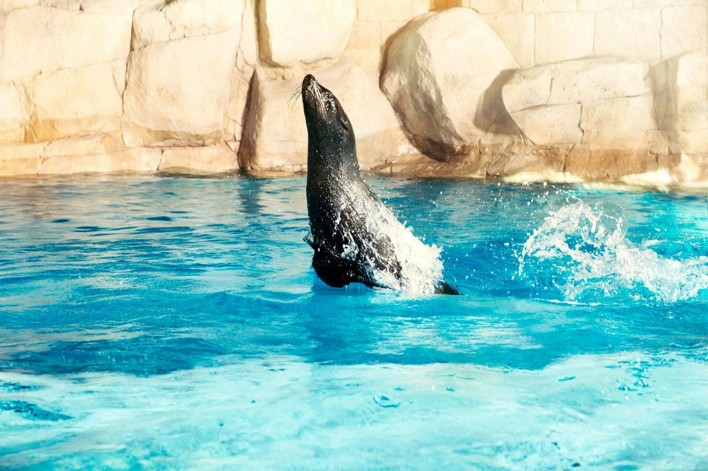 Atlantis Seelöwe Treffen & Begrüßung - Treffen Sie verspielte südafrikanische Pelzrobben im Atlantis, The Palm mit einer geführten Einführung und einem kostenlosen Foto inklusive. Atlantis Seelöwe Treffen & Begrüßung - Bild 5 von 5