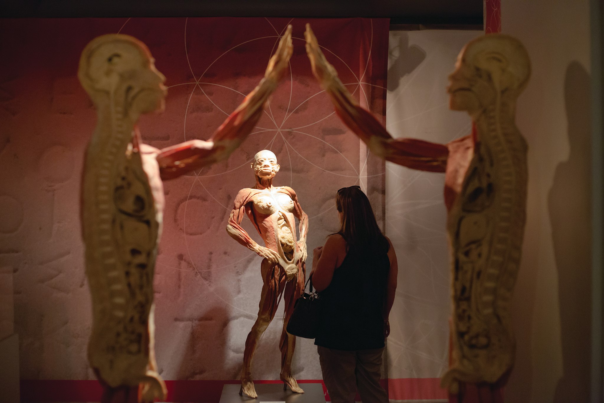 Real Bodies Las Vegas - Ontdek meer dan 20 echte bewaarde lichamen en 200 exemplaren bij Real Bodies Las Vegas, en leer gedetailleerd over de menselijke anatomie en gezondheidseffecten. Real Bodies Las Vegas - Afbeelding 4 van 5