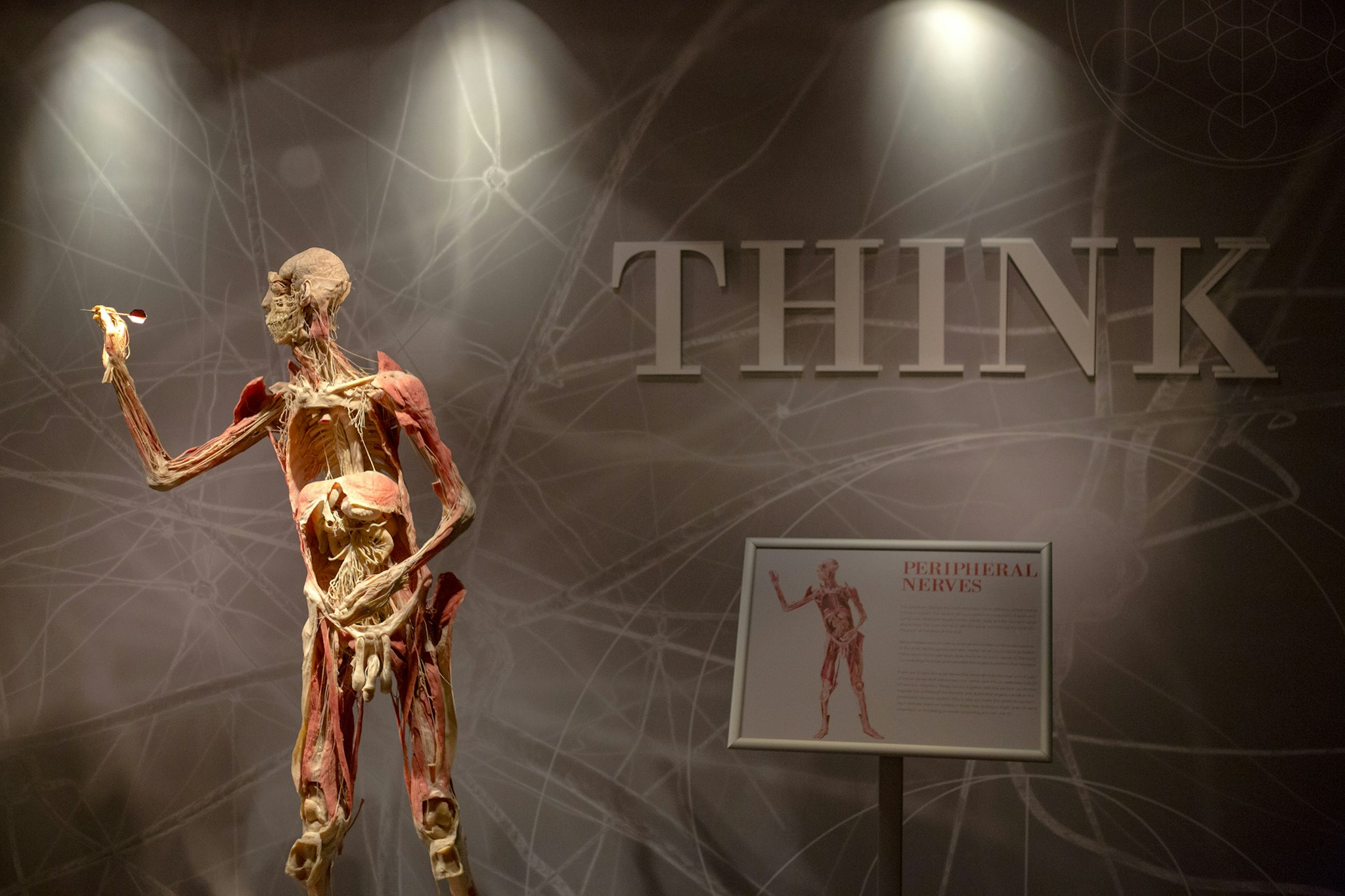 Real Bodies Las Vegas - Ontdek meer dan 20 echte bewaarde lichamen en 200 exemplaren bij Real Bodies Las Vegas, en leer gedetailleerd over de menselijke anatomie en gezondheidseffecten. Real Bodies Las Vegas - Afbeelding 5 van 5