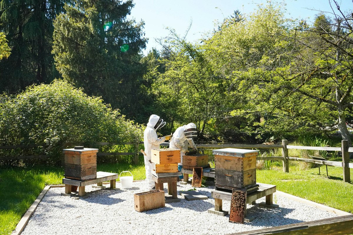 VanDusen Botanical Garden Vancouver - Verken 22 hectare tuinen in Vancouver met meer dan 7.500 planten en het Elizabethan Hedge Maze. Geniet van rustige wandelingen en eetgelegenheden in de tuin. VanDusen Botanical Garden Vancouver - Afbeelding 5 van 5