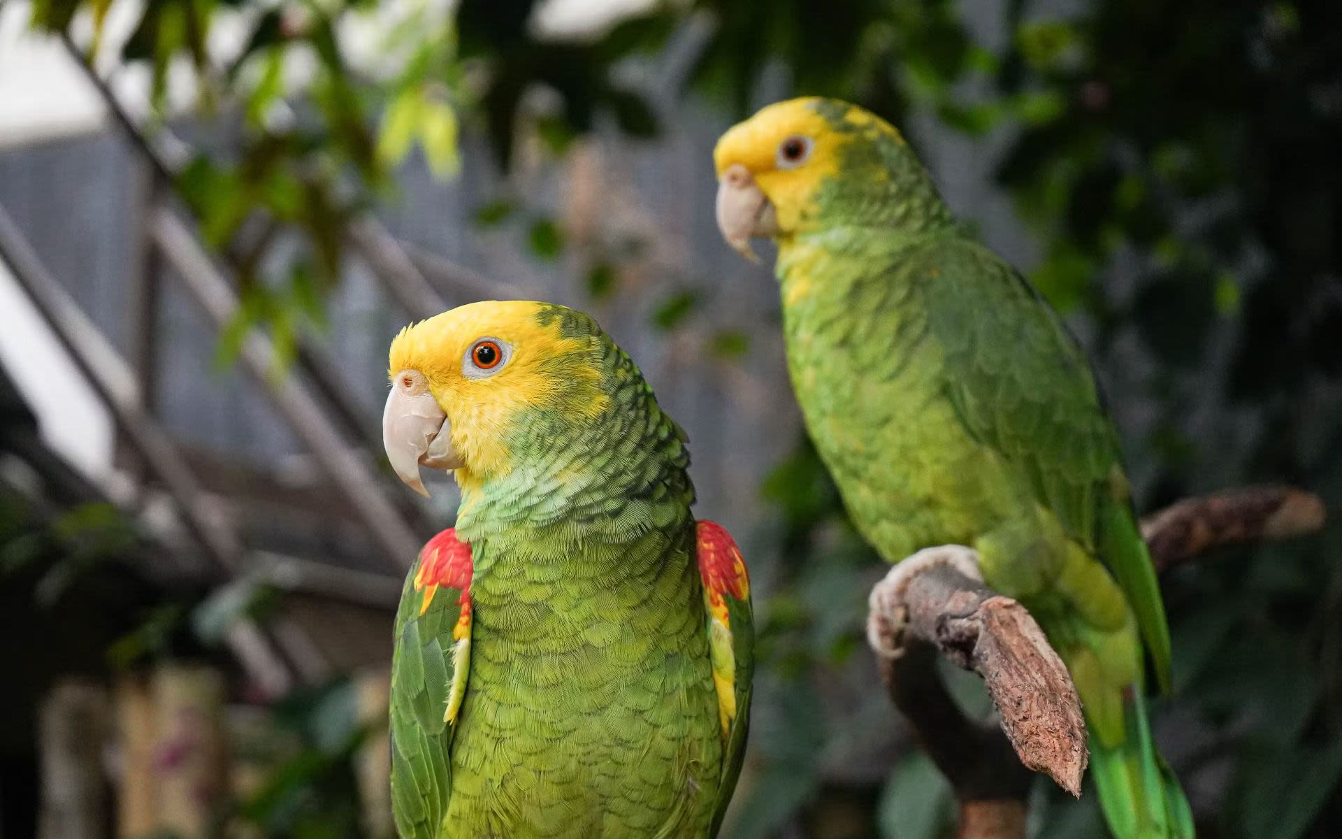 Bloedel Conservatory Vancouver - Ontdek drie tropische zones met exotische vogels, orchideeën en de oudste koi-karpers van Vancouver in het Bloedel Conservatory in Vancouver. Bloedel Conservatory Vancouver - Afbeelding 2 van 5