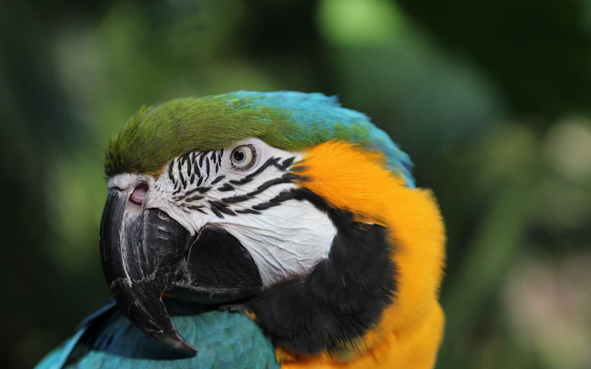 Bloedel Conservatory Vancouver - Ontdek drie tropische zones met exotische vogels, orchideeën en de oudste koi-karpers van Vancouver in het Bloedel Conservatory in Vancouver. Bloedel Conservatory Vancouver - Afbeelding 5 van 5