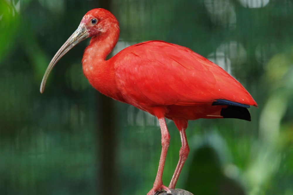 Bird Paradise Singapore - Explore Asia’s largest bird paradise and you can see 5000 birds across 400 species. The park is spanning over 20.2 hectares of natural bird habitats and walk-in aviaries. You can enjoy a panoramic view of the park landscape, take photos for your memories and enjoy the birds flying everywhere around you. Bird Paradise Singapore - Image 1 of 5
