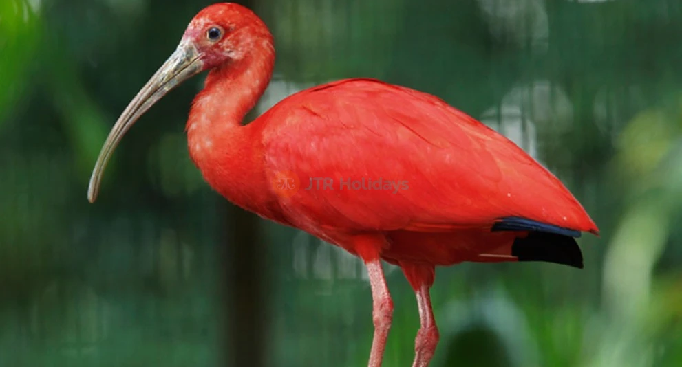 Bird Paradise Singapore - Image 1 of 5