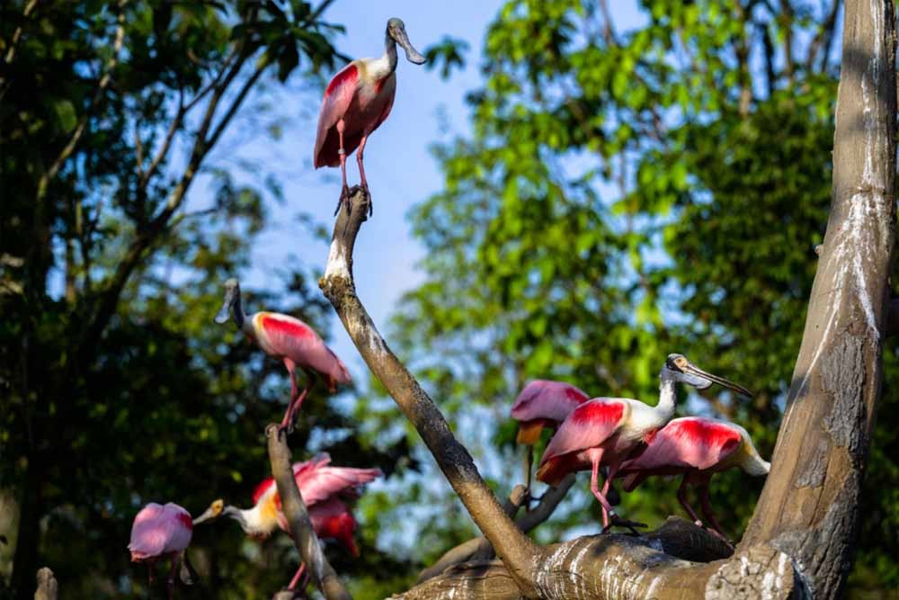Bird Paradise Singapore - Explore Asia’s largest bird paradise and you can see 5000 birds across 400 species. The park is spanning over 20.2 hectares of natural bird habitats and walk-in aviaries. You can enjoy a panoramic view of the park landscape, take photos for your memories and enjoy the birds flying everywhere around you. Bird Paradise Singapore - Image 3 of 5