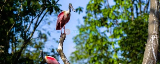 Bird Paradise Singapore - Asia's Largest Bird Park in Singapore - JTR Holidays