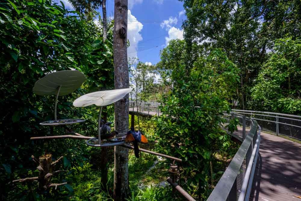 Bird Paradise Singapore - Image 6 of 8