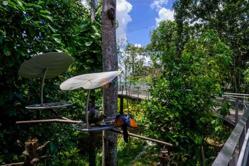 Bird Paradise Singapore - Image 6 of 8