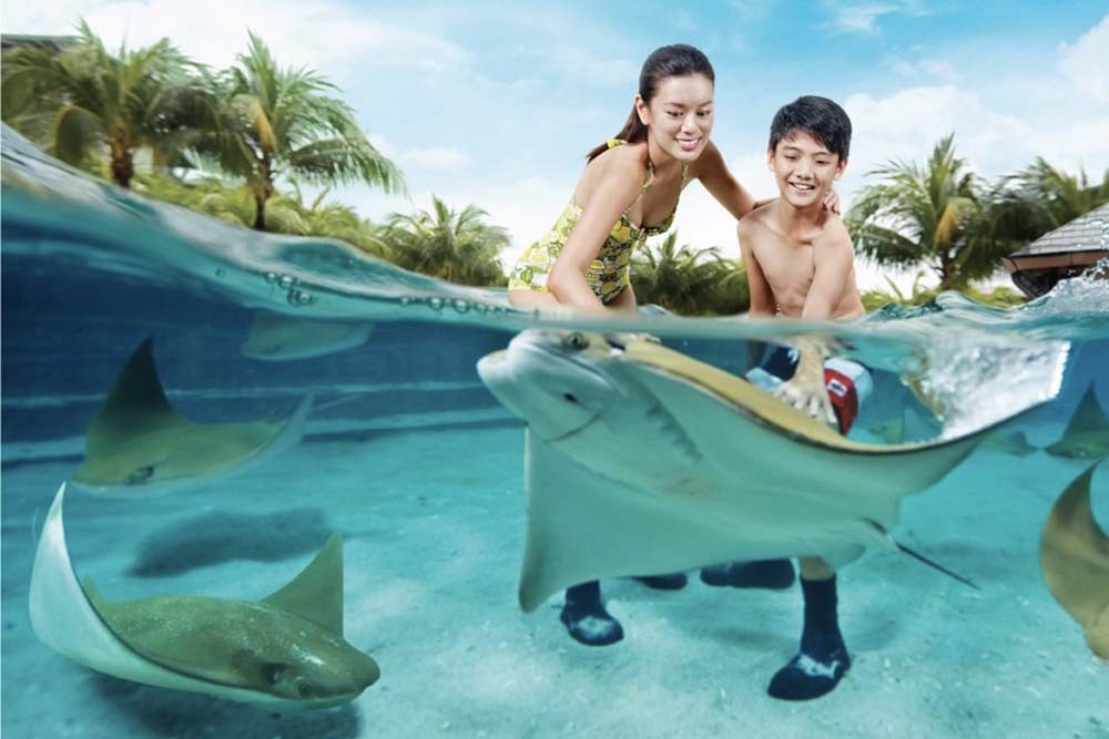 Adventure Cove Wasserpark - Der beliebte Freizeit-Wasserpark mit Wasserrutschen, Tubing, Wellenbad, Schnorcheln und vielem mehr. Die Hochgeschwindigkeits-Wasserrutschen sind aufregend und bereiten dich auf das ultimative Abenteuer vor. Wenn du dich faul fühlst, lass dich im Lazy River treiben. Du kannst auch über ein farbenfrohes Riff mit Tausenden von Fischen schnorcheln. Adventure Cove Wasserpark - Bild 2 von 5
