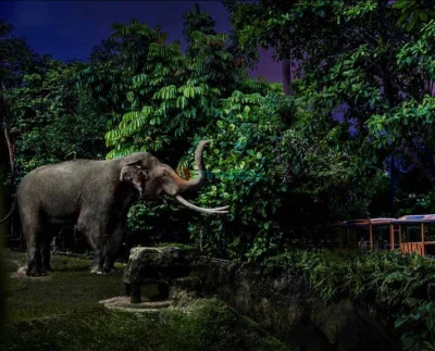 Singapur Night Safari - Erleben Sie die Magie des Tierreichs nach Einbruch der Dunkelheit bei der Singapur Night Safari. Erkunden Sie vielfältige Lebensräume, treffen Sie nachtaktive Tiere und genießen Sie einzigartige Darbietungen. Buchen Sie Ihre Tickets für ein unvergessliches Wildtierabenteuer. Singapur Night Safari - Bild 2 von 5