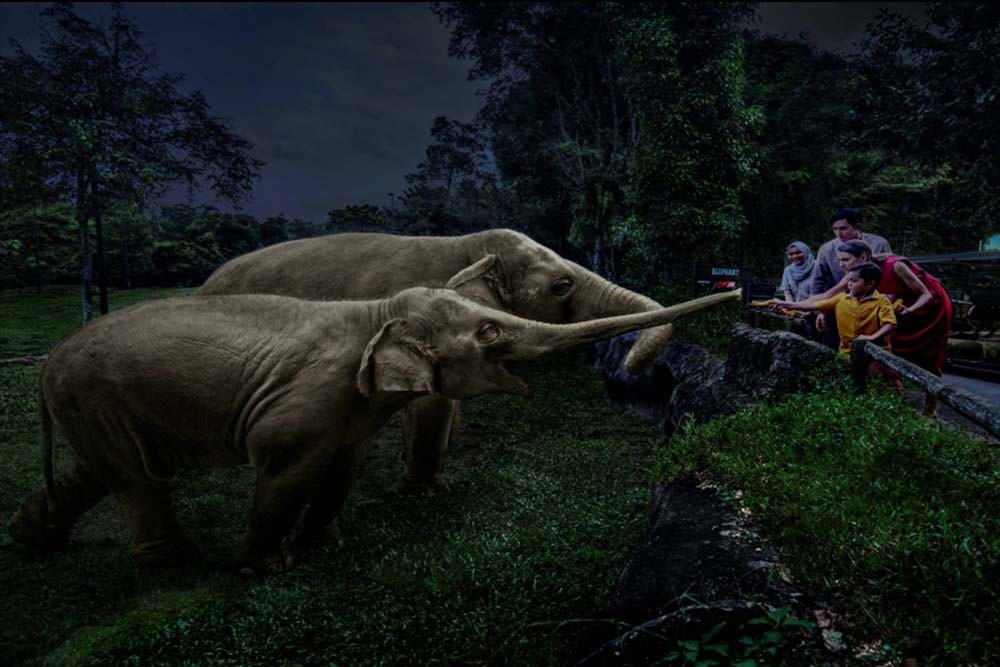 Safari nocturne de Singapour - Image 5 sur 5