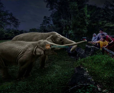 Singapur Night Safari - Erleben Sie die Magie des Tierreichs nach Einbruch der Dunkelheit bei der Singapur Night Safari. Erkunden Sie vielfältige Lebensräume, treffen Sie nachtaktive Tiere und genießen Sie einzigartige Darbietungen. Buchen Sie Ihre Tickets für ein unvergessliches Wildtierabenteuer. Singapur Night Safari - Bild 5 von 5