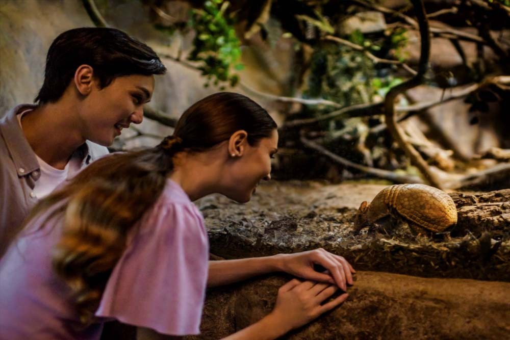 Singapore Night Safari - Mandai Wildlife Reserve Tickets Offer - JTR Holidays