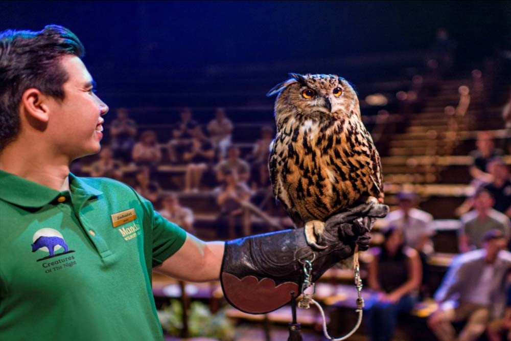 Safari nocturne de Singapour - Image 11 of 12