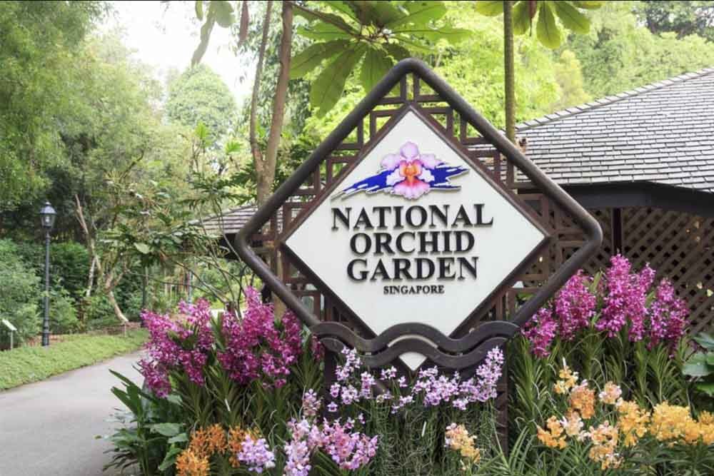 新加坡国家兰花园 - 国家兰花园位于新加坡植物园的最高山丘上。三公顷精心布置的斜坡为超过1000个物种和2000个杂交品种提供了展示环境,约有600个物种和杂交品种展出。国家兰花园不可错过的独特特色是其设计理念,该理念在其大部分区域以四个独立的颜色区域展示植物: 新加坡国家兰花园 - 图片 1 的 5