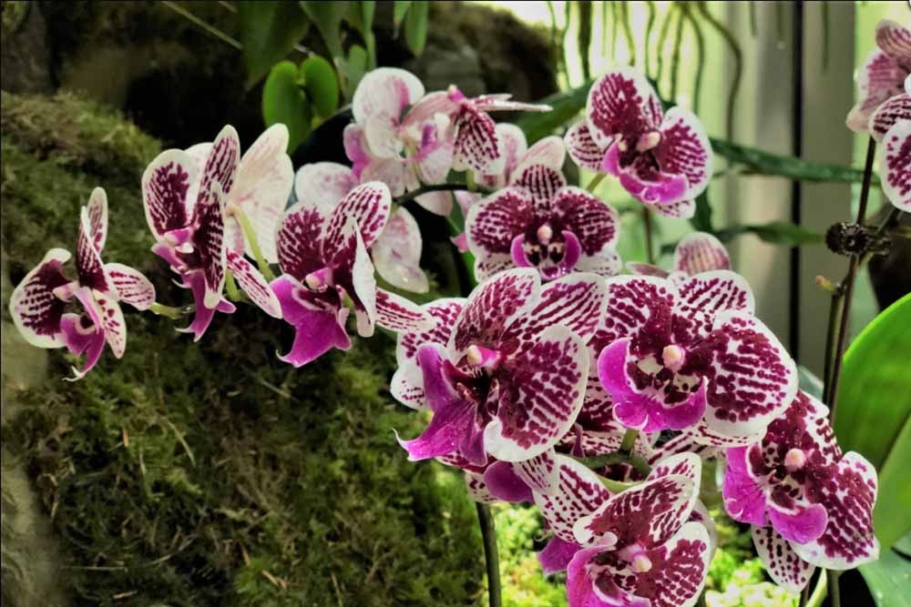 الحديقة الوطنية للأوركيد - سنغافورة - صورة 3 من 5