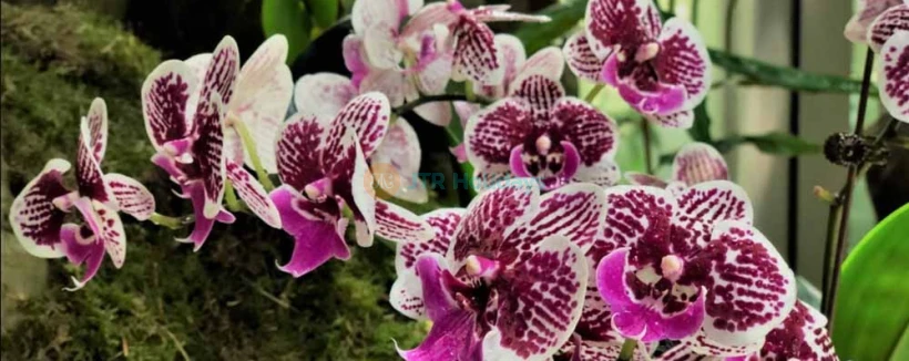National Orchid Garden - Singapore - Image 3 of 5