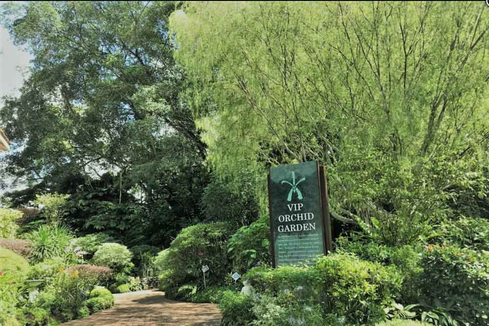 新加坡国家兰花园 - 国家兰花园位于新加坡植物园的最高山丘上。三公顷精心布置的斜坡为超过1000个物种和2000个杂交品种提供了展示环境,约有600个物种和杂交品种展出。国家兰花园不可错过的独特特色是其设计理念,该理念在其大部分区域以四个独立的颜色区域展示植物: 新加坡国家兰花园 - 图片 4 的 5