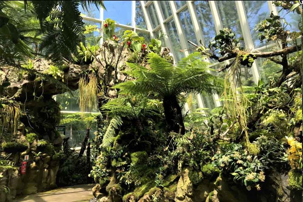 الحديقة الوطنية للأوركيد - سنغافورة - Image 6 of 8