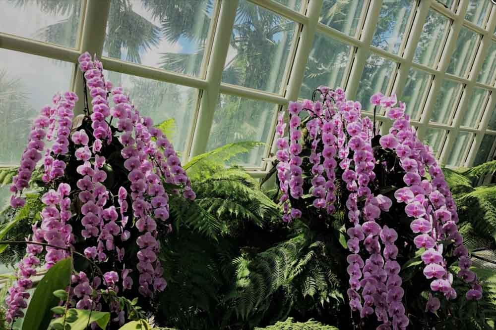 الحديقة الوطنية للأوركيد - سنغافورة - Image 7 of 8