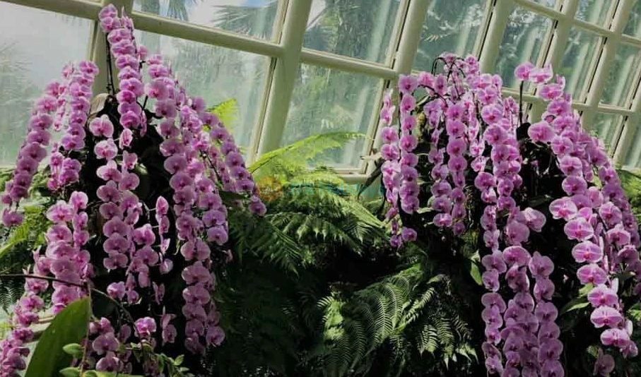 National Orchid Garden - Singapore Tickets and Offer - JTR Holidays - Image 7 of 8