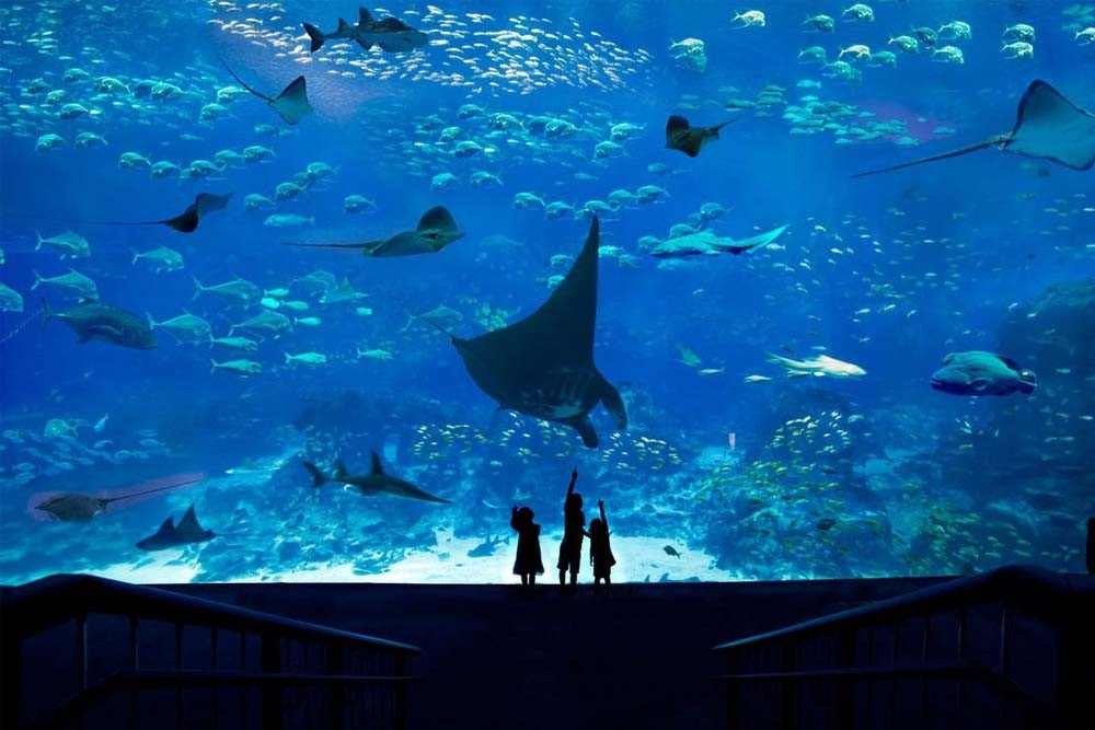 S.E.A. Aquarium Singapore - Sea Aquarium Tickets - JTR Holidays