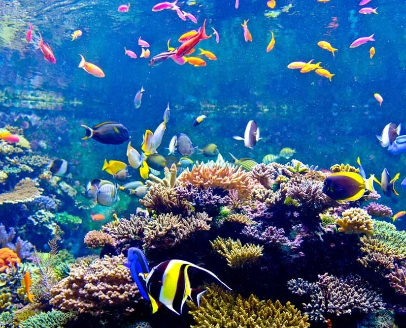 Singapore Oceanarium Ticket (formerly S.E.A. Aquarium) - Image 2 of 5