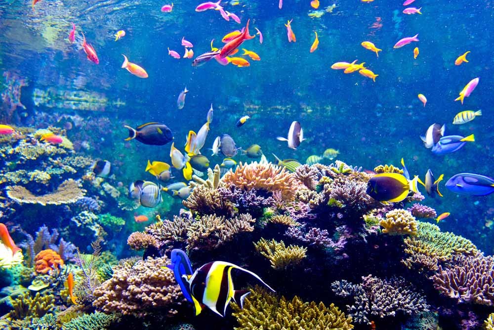 Билет в Сингапурский океанариум (ранее S.E.A. Аквариум) - Изображение 2 из 5