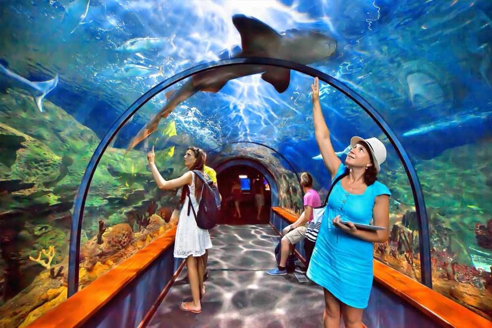 Billet pour l'Océanarium de Singapour (anciennement S.E.A. Aquarium) - Explorez les royaumes marins et découvrez 100 000 animaux marins de 1000 espèces différentes répartis en 50 habitats, le tout au même endroit. Vous pouvez voir toutes sortes de poissons nager dans les immenses bassins autour de vous à l'Océanarium de Singapour. Vous pouvez explorer de nombreuses espèces d'animaux marins, notamment la raie manta, les requins léopards, les mérous géants, et bien d'autres. Le S.E.A. Billet pour l'Océanarium de Singapour (anciennement S.E.A. Aquarium) - Image 3 sur 5