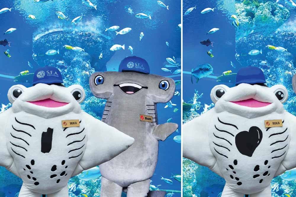 Billet pour l'Océanarium de Singapour (anciennement S.E.A. Aquarium) - Explorez les royaumes marins et découvrez 100 000 animaux marins de 1000 espèces différentes répartis en 50 habitats, le tout au même endroit. Vous pouvez voir toutes sortes de poissons nager dans les immenses bassins autour de vous à l'Océanarium de Singapour. Vous pouvez explorer de nombreuses espèces d'animaux marins, notamment la raie manta, les requins léopards, les mérous géants, et bien d'autres. Le S.E.A. Billet pour l'Océanarium de Singapour (anciennement S.E.A. Aquarium) - Image 4 sur 5