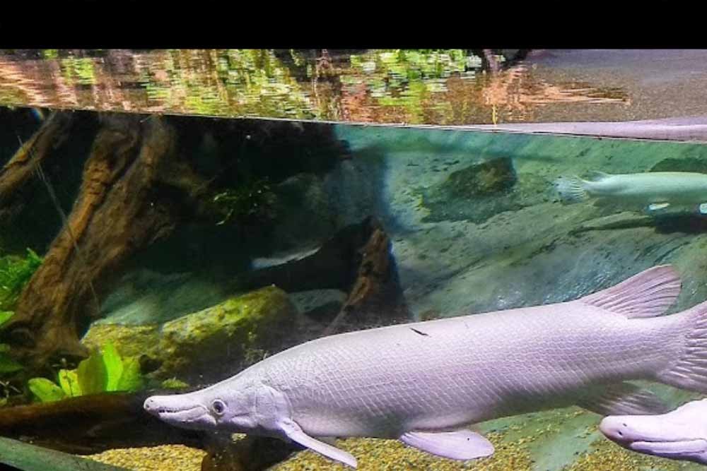 Билет в Сингапурский океанариум (ранее S.E.A. Аквариум) - Изображение 5 из 5