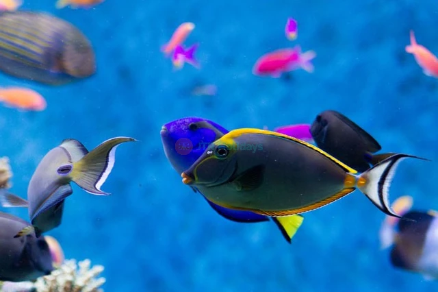 Singapore Oceanarium Ticket (formerly S.E.A. Aquarium) - Image 8 of 8