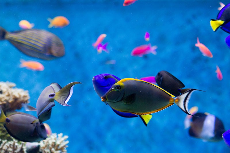 Билет в Сингапурский океанариум (ранее S.E.A. Аквариум) - Image 8 of 8