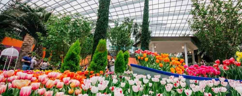 滨海湾花园门票 - 滨海湾花园是新加坡的国家花园及本地和国际游客的顶级园艺景点,滨海湾花园是一件园艺与园林艺术的杰作,以全新方式呈现植物王国,一边娱乐一边教育游客,展示在此区域罕见的植物,从寒冷温带气候的物种到热带森林和栖息地皆有。 滨海湾花园门票 - 图片 3 的 5