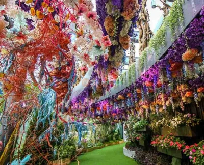 滨海湾花园门票 - 滨海湾花园是新加坡的国家花园及本地和国际游客的顶级园艺景点,滨海湾花园是一件园艺与园林艺术的杰作,以全新方式呈现植物王国,一边娱乐一边教育游客,展示在此区域罕见的植物,从寒冷温带气候的物种到热带森林和栖息地皆有。 滨海湾花园门票 - 图片 5 的 5