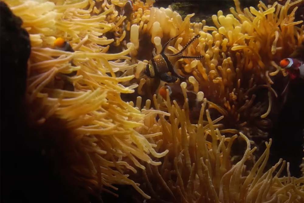 Aquarium De Paris - Image 1 of 5