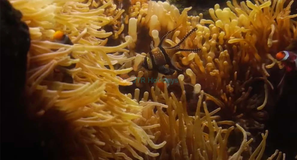Aquarium de Paris - L'Aquarium de Paris vous permet de vivre la magie de l'océan, en plein cœur de Paris ! Rencontrez 13,000 poissons et invertébrés provenant de toutes les mers de la France métropolitaine et d'outre-mer, dont 38 grands requins, 2,500 méduses et 700 colonies de corail. Aquarium de Paris - Image 1 sur 5