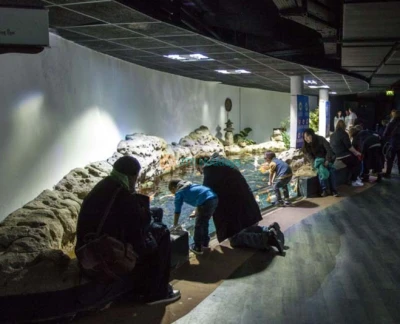 Aquarium de Paris - L'Aquarium de Paris vous permet de vivre la magie de l'océan, en plein cœur de Paris ! Rencontrez 13,000 poissons et invertébrés provenant de toutes les mers de la France métropolitaine et d'outre-mer, dont 38 grands requins, 2,500 méduses et 700 colonies de corail. Aquarium de Paris - Image 2 sur 5