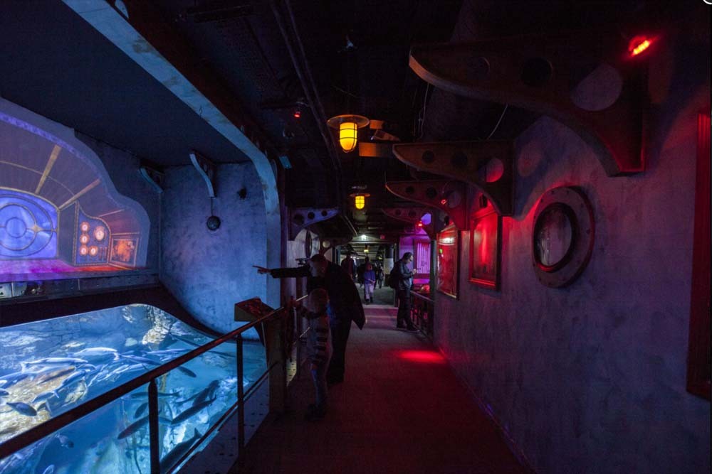 Aquarium von Paris - Das Aquarium de Paris lässt Sie die Magie des Ozeans mitten im Herzen von Paris erleben! Treffen Sie 13.000 Fische und wirbellose Tiere aus allen Meeren des französischen Festlands und Überseegebieten, darunter 38 große Haie, 2.500 Quallen und 700 Korallenkolonien. Aquarium von Paris - Bild 3 von 5