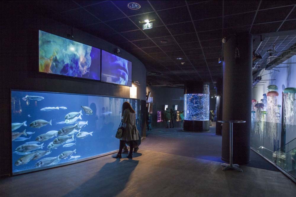 Aquarium von Paris - Das Aquarium de Paris lässt Sie die Magie des Ozeans mitten im Herzen von Paris erleben! Treffen Sie 13.000 Fische und wirbellose Tiere aus allen Meeren des französischen Festlands und Überseegebieten, darunter 38 große Haie, 2.500 Quallen und 700 Korallenkolonien. Aquarium von Paris - Bild 4 von 5
