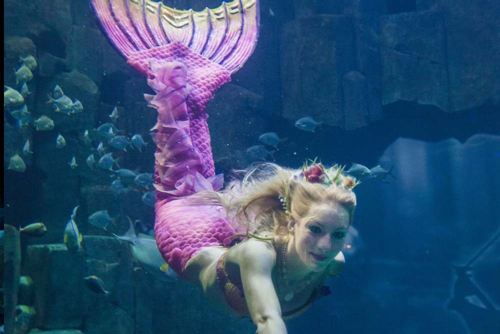 Aquarium De Paris - Image 7 of 7