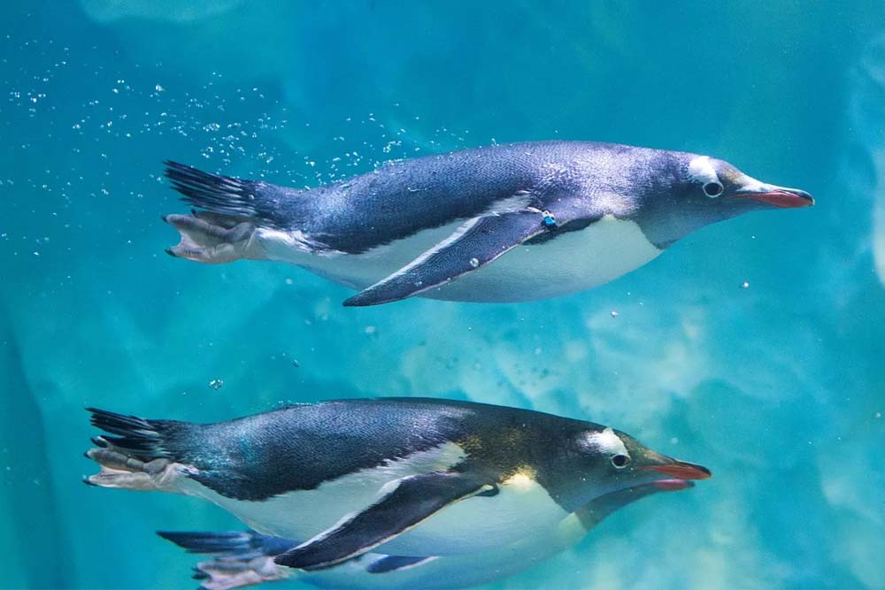 Океанариум SEA LIFE Париж - В Аквариуме SEA LIFE Париж представлены 12 видов акул, морские звёзды, морские коньки, зелёные черепахи, скаты и многое другое. Потрогайте морских звёзд и другие обитатели в прибрежных водоемах. Прогуляйтесь в зону пингвинов, чтобы испытать совершенно новый сенсорный опыт с пингвинами дженту в чёрно-белых костюмах. Или создайте своё собственное морское существо и посмотрите, как оно оживает в Виртуальном Аквариуме. Это всё веселье от погружения, но без намокания. Океанариум SEA LIFE Париж - Изображение 1 из 5
