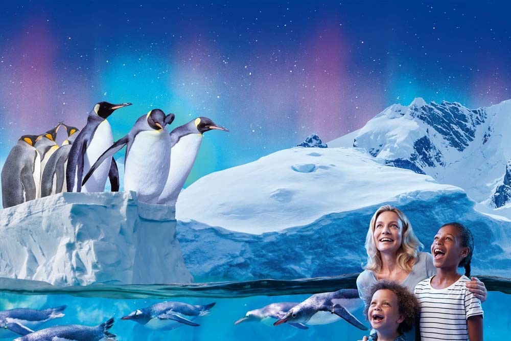 Океанариум SEA LIFE Париж - В Аквариуме SEA LIFE Париж представлены 12 видов акул, морские звёзды, морские коньки, зелёные черепахи, скаты и многое другое. Потрогайте морских звёзд и другие обитатели в прибрежных водоемах. Прогуляйтесь в зону пингвинов, чтобы испытать совершенно новый сенсорный опыт с пингвинами дженту в чёрно-белых костюмах. Или создайте своё собственное морское существо и посмотрите, как оно оживает в Виртуальном Аквариуме. Это всё веселье от погружения, но без намокания. Океанариум SEA LIFE Париж - Изображение 2 из 5