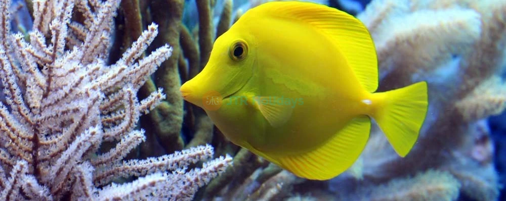 SEA LIFE Paris Aquarium Val d'Europe Tickets - Things To Do in Paris - JTR Holidays - Image 3 of 5