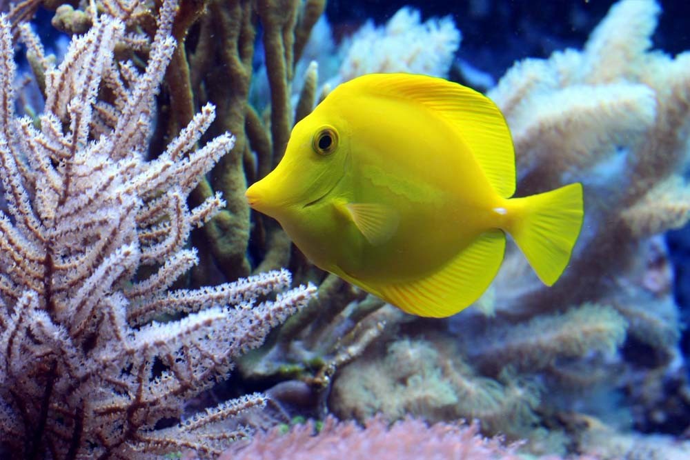 SEA LIFE 파리 아쿠아리움 - SEA LIFE 파리 아쿠아리움에는 상어 12종, 불가사리, 해마, 그린 거북이, 가오리 등 다양한 해양 생물이 있습니다. 암초 풀에서 불가사리를 만져보세요. 펭귄 구역으로 내려가면 검은색과 흰색 슈트를 입은 젠투 펭귄들과 함께하는 새로운 감각 체험을 할 수 있습니다. 또는 가상 아쿠아리움에서 자신만의 해양 생물을 만들어 생동감 있게 볼 수도 있습니다. 젖지 않고 다이빙의 즐거움을 모두 경험할 수 있습니다. SEA LIFE 파리 아쿠아리움 - 이미지 3 중 5